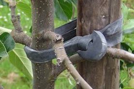 Attaches TREE - FIX